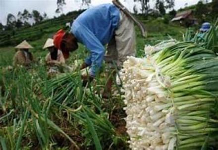 Album : panen bawang daun bersama