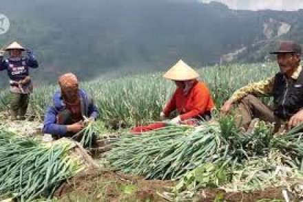 Panen Daun Bawang